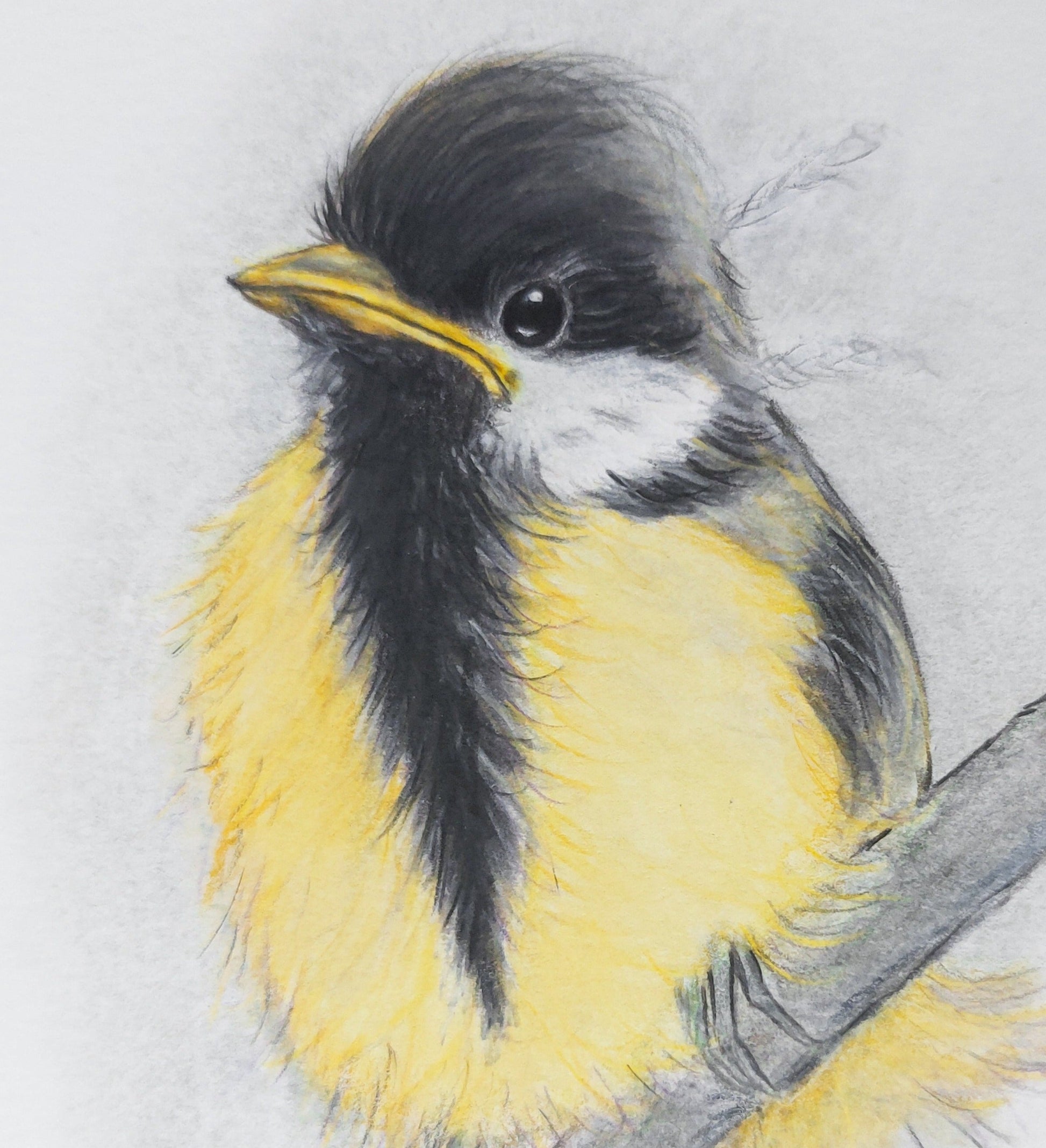 Soft pastel of a baby great tit by Fairy Flint 